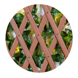 Gardenia 34 in. x 76 in. Expandable Trellis with Lights (2-Pack)